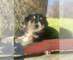 Small Photo #49 Australian Shepherd Puppy For Sale in FARMVILLE, VA, USA