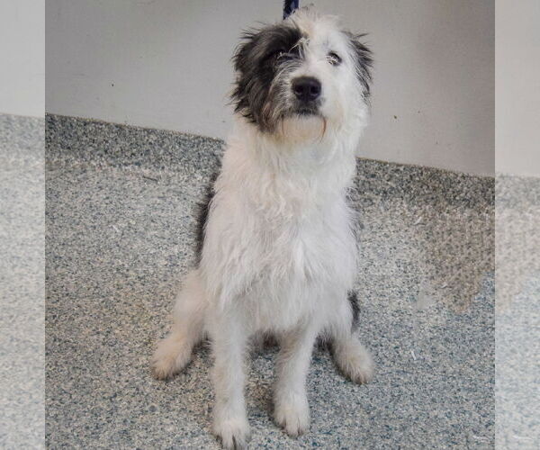 Medium Photo #3 Mutt Puppy For Sale in Huntley, IL, USA