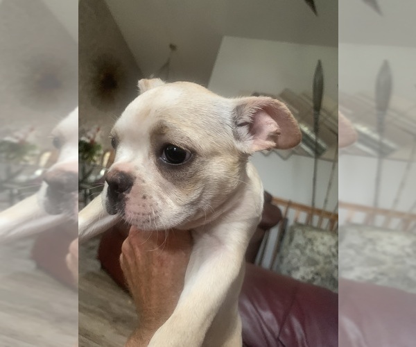 Medium Photo #6 Boston Terrier Puppy For Sale in PRAIRIE DU SAC, WI, USA
