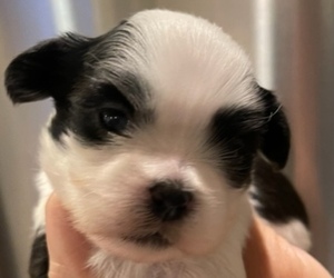Shih Tzu Puppy for sale in BEDFORD, VA, USA