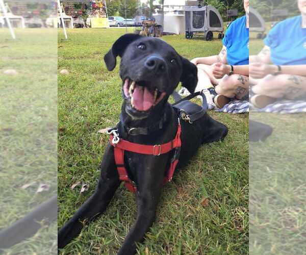 Medium Photo #5 Labrador Retriever-Unknown Mix Puppy For Sale in Raleigh, NC, USA