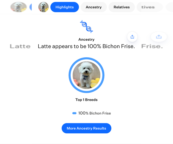 Medium Photo #7 Bichon Frise Puppy For Sale in SAN JOSE, CA, USA