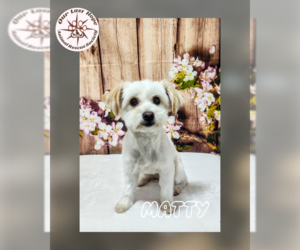 Maltese-Unknown Mix Dogs for adoption in Princeton, British Columbia, Canada