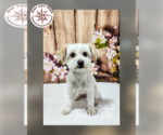 Small Maltese Mix