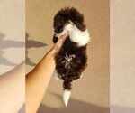 Small Photo #4 Havanese Puppy For Sale in CASA GRANDE, AZ, USA