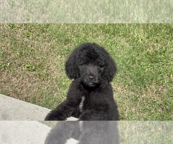 Medium Photo #3 Goldendoodle Puppy For Sale in DETROIT, MI, USA