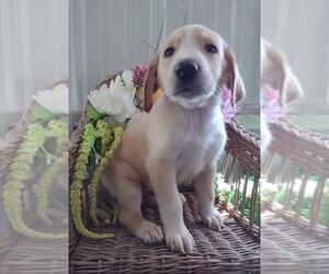 Golden Labrador-Goldendoodle Mix Puppy for sale in KNOX, PA, USA