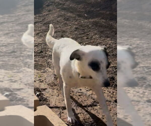 Medium Photo #3 Mutt Puppy For Sale in San Diego, CA, USA