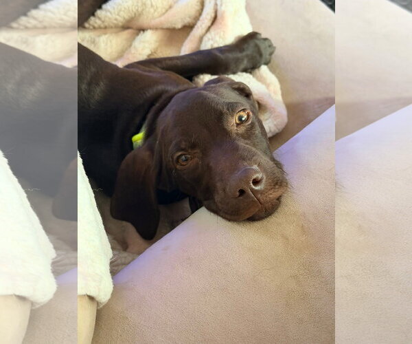 Medium Photo #2 German Shorthaired Pointer Puppy For Sale in Stephens City, VA, USA