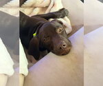 Small #1 German Shorthaired Pointer