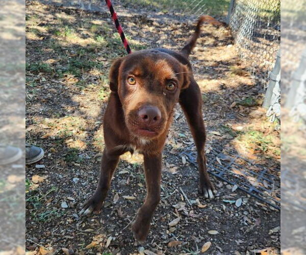 Medium Photo #2 Chesapeake Bay Retriever-Unknown Mix Puppy For Sale in Rockaway, NJ, USA