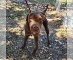 Small #1 Chesapeake Bay Retriever Mix