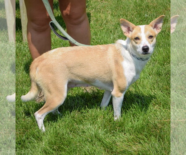 Medium Photo #2 Border Collie-Unknown Mix Puppy For Sale in Huntley, IL, USA