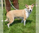 Small #1 Border Collie Mix