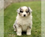 Small Australian Shepherd