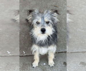 Mutt Dogs for adoption in La Verne, CA, USA