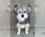 Small Mutt