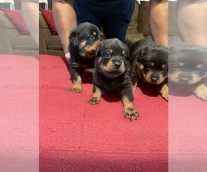 Rottweiler Puppy for sale in ROCKINGHAM, NC, USA