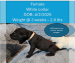 Puppy White collar Daniff-English Mastweiler Mix