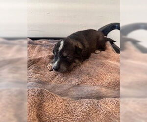 Labrador Retriever-Unknown Mix Dogs for adoption in Houston, TX, USA
