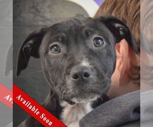 American Staffordshire Terrier-Boxer Mix Dogs for adoption in Huntley, IL, USA