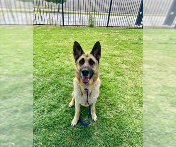 Medium Photo #2 German Shepherd Dog Puppy For Sale in Temple, TX, USA