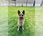Small #1 German Shepherd Dog
