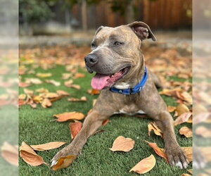 American Pit Bull Terrier-Unknown Mix Dogs for adoption in San Jose, CA, USA