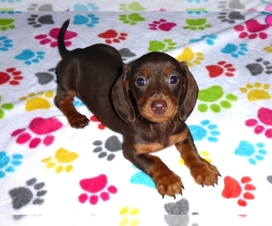 Dachshund Puppy for sale in ORO VALLEY, AZ, USA