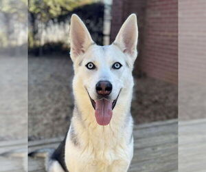 Fenrir - Female Siberian Husky Dog for Adoption - Photo #3