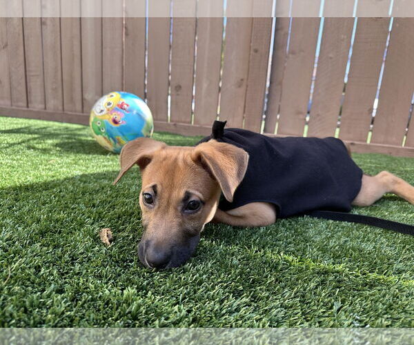 Medium Photo #12 German Shepherd Dog-Unknown Mix Puppy For Sale in San Diego, CA, USA