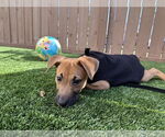 Small Photo #12 German Shepherd Dog-Unknown Mix Puppy For Sale in San Diego, CA, USA