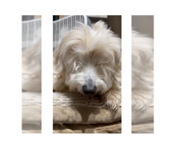 Medium Photo #1 Lhasa Apso-Unknown Mix Puppy For Sale in Mooresville, NC, USA