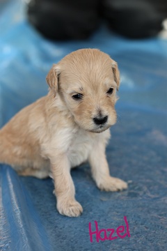 Medium Photo #7 Goldendoodle Puppy For Sale in HUDSONVILLE, MI, USA