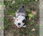 Puppy Mia Olde English Bulldogge