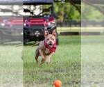 Small #3 Mutt
