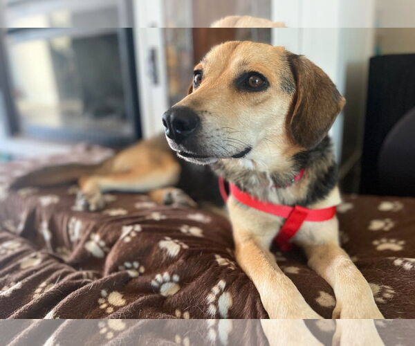 Medium Photo #9 Beagle Puppy For Sale in Dunnellon, FL, USA