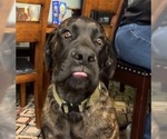 Small #2 Mastiff