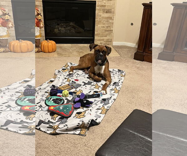 Medium Photo #9 Boxer Puppy For Sale in  Katy, TX, USA