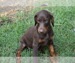 Small Photo #3 Doberman Pinscher Puppy For Sale in RIVERDALE, MD, USA