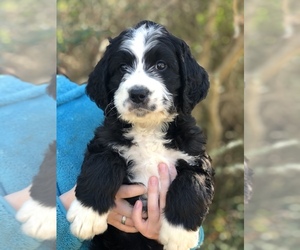 Bernedoodle Puppy for sale in CROCKETT, TX, USA