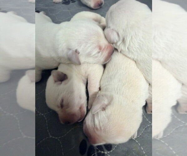 Medium Photo #11 Labrador Retriever Puppy For Sale in HAMPSTEAD, NC, USA
