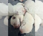 Small #10 Labrador Retriever