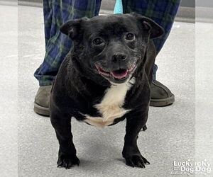 Chihuahua-Unknown Mix Dogs for adoption in Washington, DC, USA