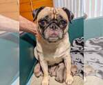 Small Photo #1 Pug Puppy For Sale in EAST BRIDGEWATER, MA, USA