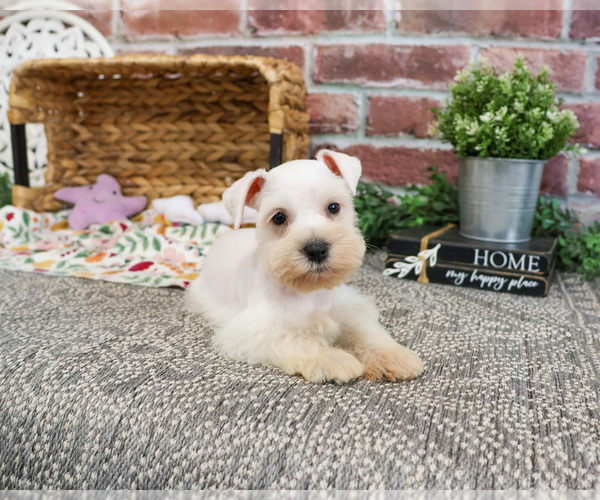Medium Photo #15 Schnauzer (Miniature) Puppy For Sale in SYRACUSE, IN, USA