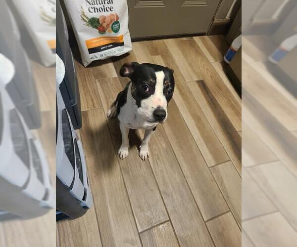 Medium Photo #1 Mutt Puppy For Sale in San Antonio, TX, USA