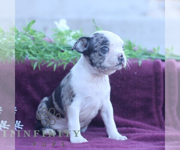 Medium Photo #4 Boston Terrier Puppy For Sale in PORT ROYAL, PA, USA