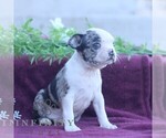 Small #3 Boston Terrier