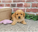 Small #2 Labrador Retriever